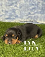 Astro, a male Miniature Dachshund for sale in Stoutland, MO – 3 of 5