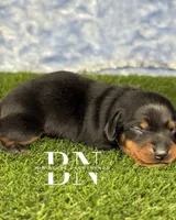 Archer, a male Miniature Dachshund for sale in Stoutland, MO – 6 of 6