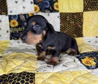 Bentley, a male Miniature Dachshund for sale in Stoutland, MO – 7 of 7