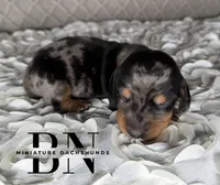 Vin, a male Miniature Dachshund for sale in Stoutland, MO – 5 of 5