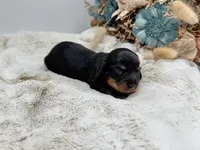 Opal, a female Dachshund for sale in Stoutland, MO – 3 of 3
