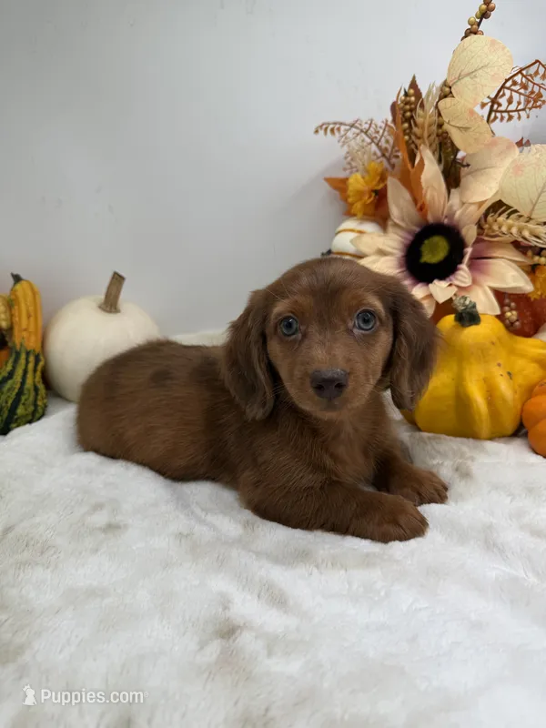 Rhett – Miniature Dachshund puppy for sale in Stoutland, MO