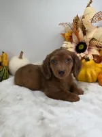 Rhett, a male Miniature Dachshund for sale in Stoutland, MO – 1 of 10
