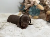 Ron, a male Dachshund for sale in Stoutland, MO – 4 of 4