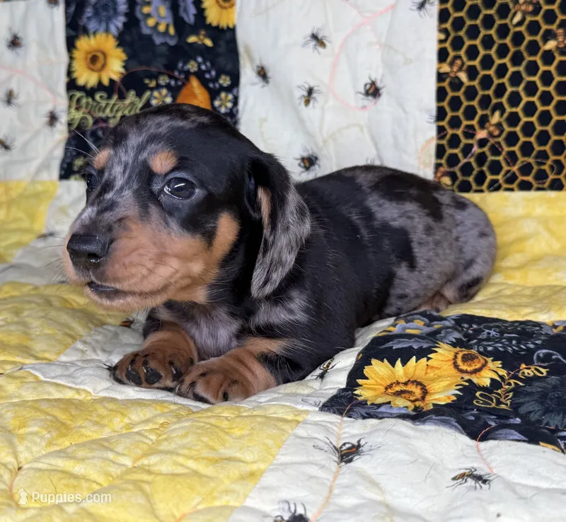 Vin – Miniature Dachshund puppy for sale in Stoutland, MO