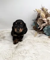 Opal, a female Dachshund for sale in Stoutland, MO – 4 of 7
