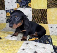 Astro, a male Miniature Dachshund for sale in Stoutland, MO – 4 of 6