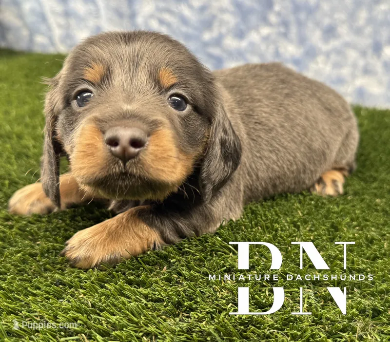 Echo – Miniature Dachshund puppy for sale in Stoutland, MO