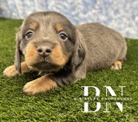 Echo, a male Miniature Dachshund for sale in Stoutland, MO – 1 of 5