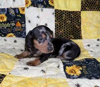 Shelby , a female Miniature Dachshund for sale in Stoutland, MO – 2 of 4