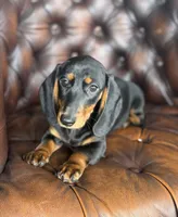 Lexus, a female Miniature Dachshund for sale in Stoutland, MO – 3 of 5