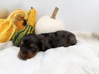 Delilah, a female Miniature Dachshund for sale in Stoutland, MO – 5 of 6
