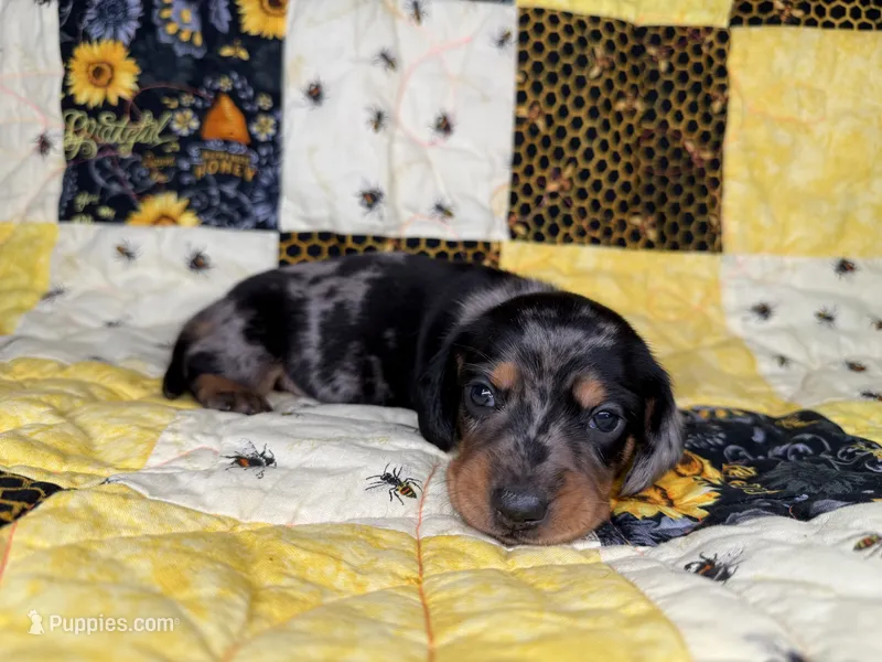 Vin – Miniature Dachshund puppy for sale in Stoutland, MO
