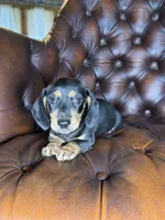 Cashew, a male Miniature Dachshund for sale in Stoutland, MO – 5 of 8