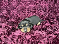 Cashew, a male Miniature Dachshund for sale in Stoutland, MO – 2 of 4
