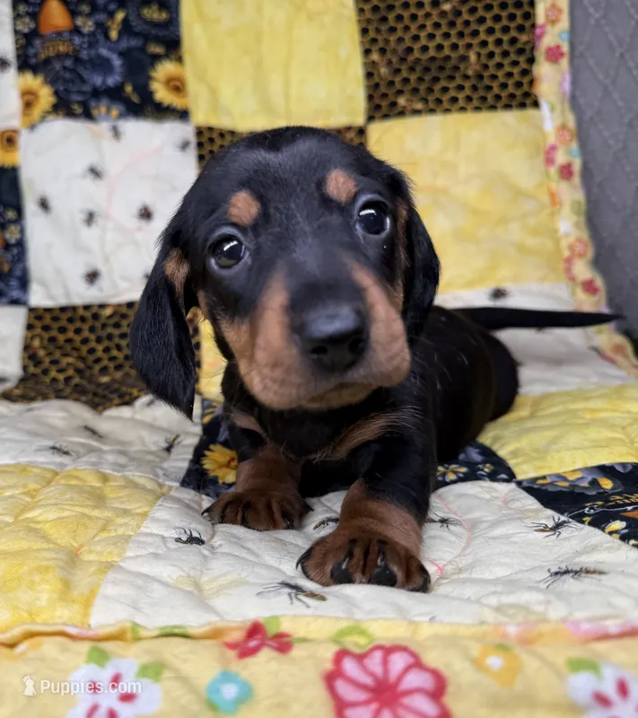 Bentley – Miniature Dachshund puppy for sale in Stoutland, MO