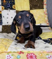 Bentley, a male Miniature Dachshund for sale in Stoutland, MO – 1 of 7