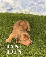 Rusty, a male Miniature Dachshund for sale in Stoutland, MO – 2 of 4