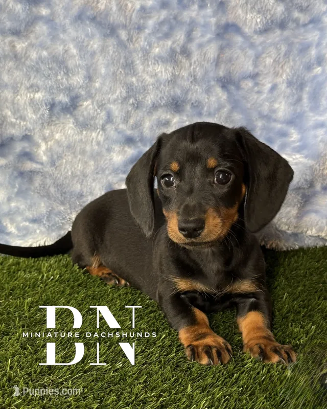 Lemon Drop – Miniature Dachshund puppy for sale in Stoutland, MO