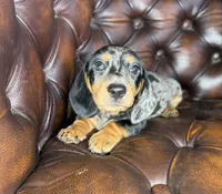 Vin, a male Miniature Dachshund for sale in Stoutland, MO – 6 of 7