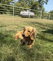 Chip, a male Miniature Dachshund for sale in Stoutland, MO – 2 of 8