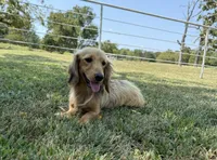 Chip, a male Miniature Dachshund for sale in Stoutland, MO – 7 of 8