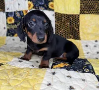 Astro, a male Miniature Dachshund for sale in Stoutland, MO – 3 of 6