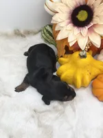 Lydia, a female Miniature Dachshund for sale in Stoutland, MO – 2 of 5