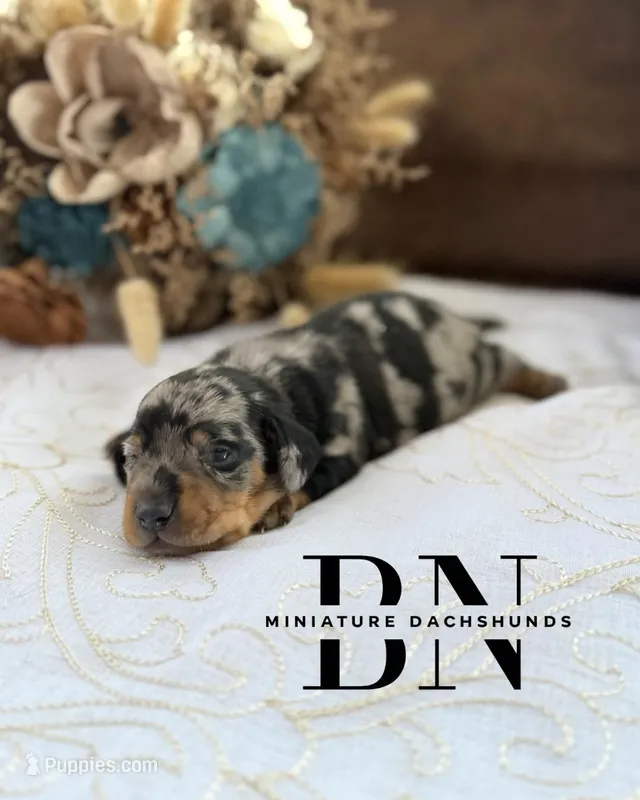 Pez – Miniature Dachshund puppy for sale in Stoutland, MO