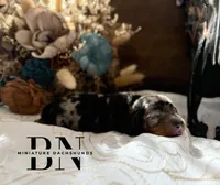 Pez, a male Miniature Dachshund for sale in Stoutland, MO – Photo 4 of 8