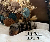 Pez, a male Miniature Dachshund for sale in Stoutland, MO – Photo 1 of 8