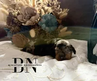 Pez, a male Miniature Dachshund for sale in Stoutland, MO – Photo 3 of 8