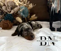 Pez, a male Miniature Dachshund for sale in Stoutland, MO – Photo 6 of 8