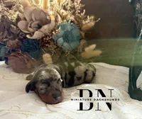 Pez, a male Miniature Dachshund for sale in Stoutland, MO – Photo 2 of 8