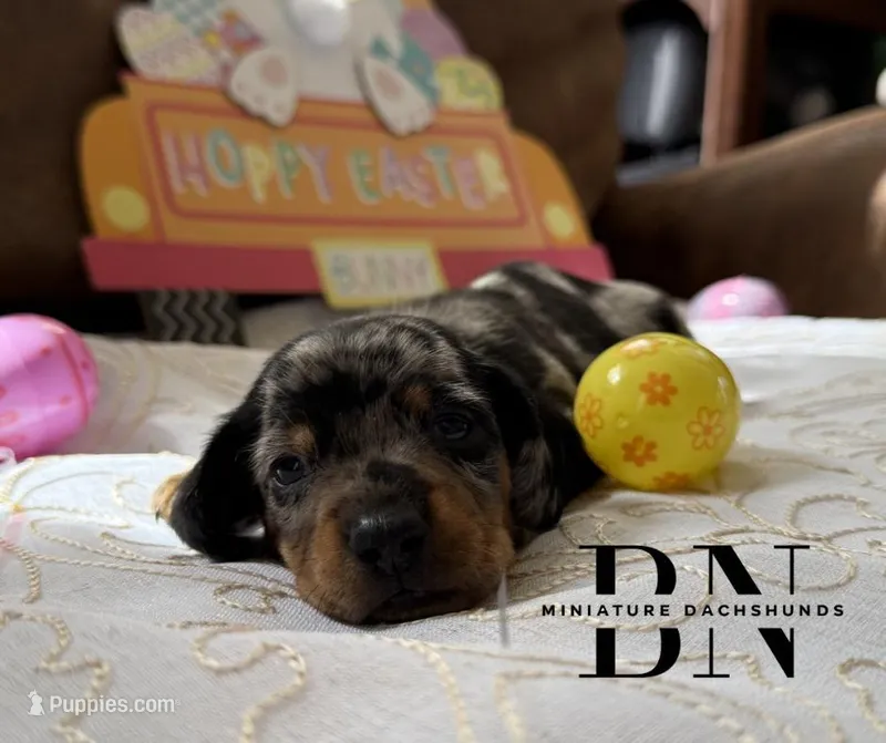 Pez – Miniature Dachshund puppy for sale in Stoutland, MO