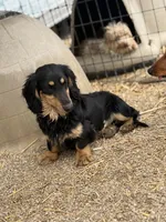 Pez, a male Miniature Dachshund for sale in Stoutland, MO – Photo 8 of 8