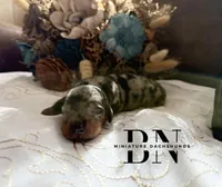 Pez, a male Miniature Dachshund for sale in Stoutland, MO – Photo 5 of 8