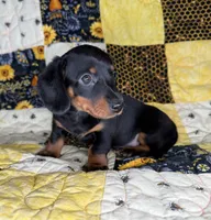 Astro, a male Miniature Dachshund for sale in Stoutland, MO – 6 of 6