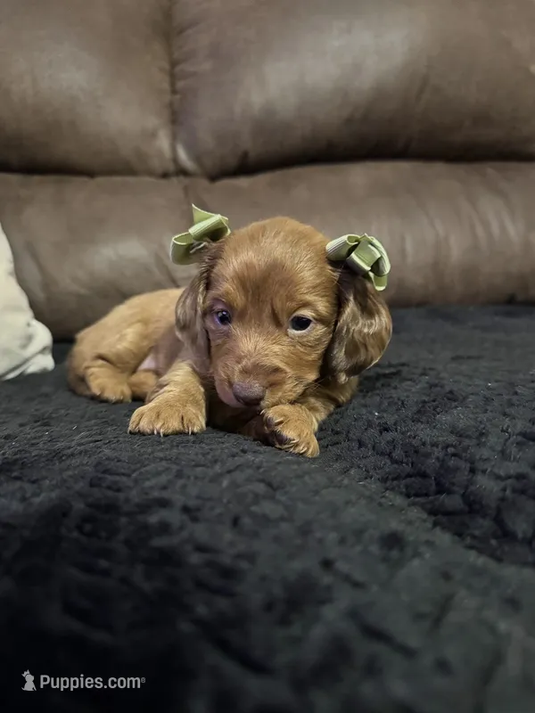 Scarlett – Miniature Dachshund puppy for sale in Stoutland, MO