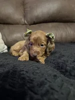 Scarlett, a female Miniature Dachshund for sale in Stoutland, MO – 1 of 4