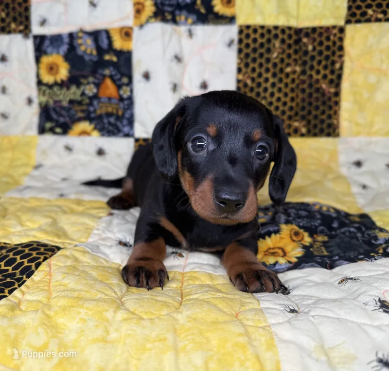 Astro – Miniature Dachshund puppy for sale in Stoutland, MO