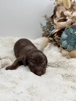 Luna, a female Dachshund for sale in Stoutland, MO – 2 of 3