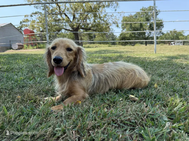 Chip – Miniature Dachshund puppy for sale in Stoutland, MO