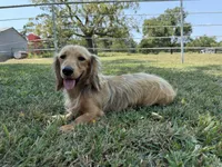Chip, a male Miniature Dachshund for sale in Stoutland, MO – 1 of 8