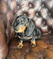 Lexus, a female Miniature Dachshund for sale in Stoutland, MO – 4 of 5