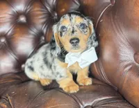 Merle, a male Miniature Dachshund for sale in Stoutland, MO – 2 of 8