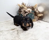 Opal, a female Dachshund for sale in Stoutland, MO – 3 of 7