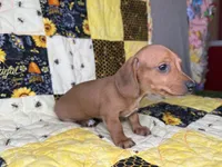 Copper, a male Miniature Dachshund for sale in Stoutland, MO – 6 of 9