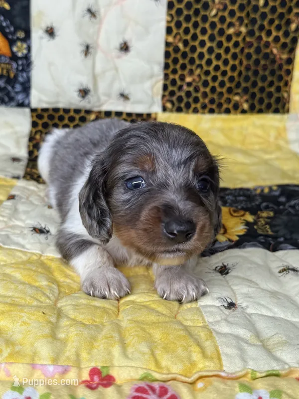 Chomper – Miniature Dachshund puppy for sale in Stoutland, MO
