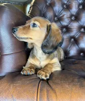 Ivy, a female Dachshund for sale in Stoutland, MO – 5 of 10